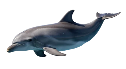 Fototapete Delphin Isolated Dolphin in Profile, Aquatic Mammal, Tropical Animal, Sea Creature, Ocean Life  © Trym