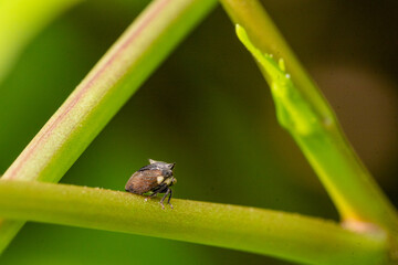 A small insect clings to a branch.