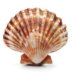 Obraz premium Studio shot of a beautiful scallop shell, showcasing its intricate ridges and warm hues, isolated on white