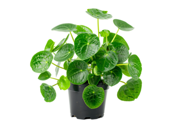 Healthy Pilea peperomioides plant in a black pot on white background