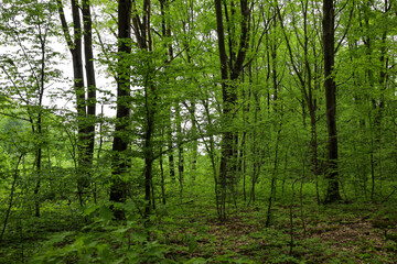 Young and old trees with dense, vibrant green canopies form a thick forest, creating a sense of calm and tranquility. The image conveys the freshness and energy of spring, and highlights the mystery o