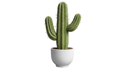 Isolated columnar cactus in white pot, houseplant for desert decoration, indoor flora © Maros