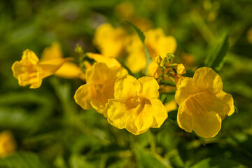 Yellow flowers on the tree
