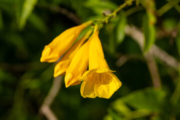 Yellow flowers on the tree