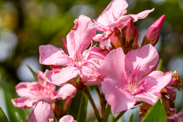 Pink flowers on the tree