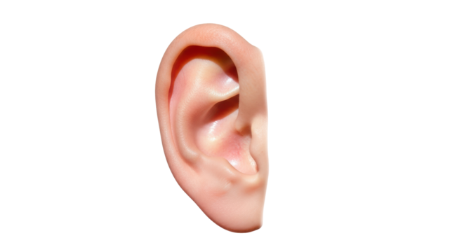 Isolated close-up of a human ear showcasing its anatomy and hearing system focus