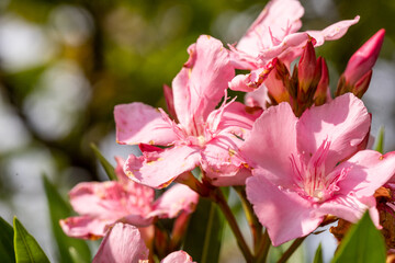 Pink flowers on the tree