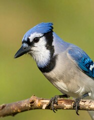 Blue jay perched on branch (1)