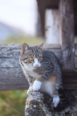 Cute village cat posing and playing in front of camera in nature