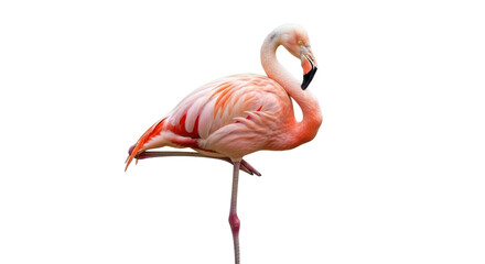 Isolated flamingo standing on one leg, bright pink and orange feathers, beautiful bird