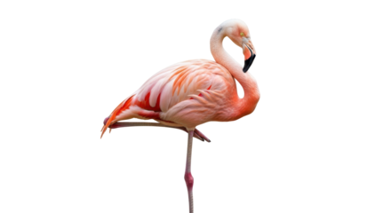 Isolated flamingo standing on one leg, bright pink and orange feathers, beautiful bird
