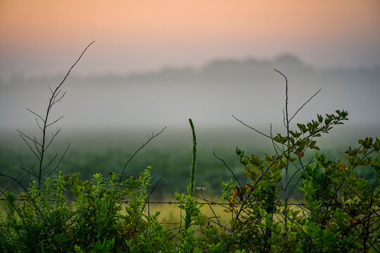 dragonfly - Powered by Adobe