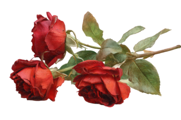 Dried Red Roses Against Black Background