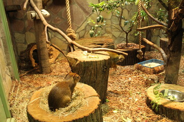 A little monkey is sitting on a wooden stump frame. Monkeys enclosure