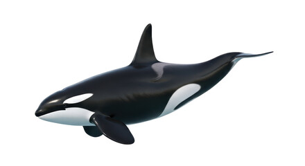 Isolated Orca Killer Whale Floating Elegantly In Still Water Looking Straight Ahead