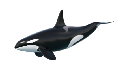 Isolated Orca Killer Whale Floating Elegantly In Still Water Looking Straight Ahead