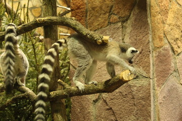 A lemur climbs branches in an enclosure at the zoo at a height