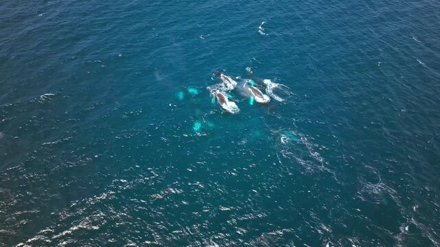 Aerial view of multiple Humpback Whales grouped very closely together, swimming, breathing and bonding together. Cruising in the big blue Ocean
