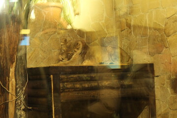 A large lion lies on the floor of an enclosure behind glass in a zoo. Lion in the zoo