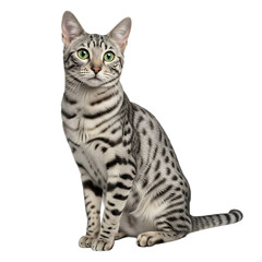 A beautiful silver bengal cat sitting isolated on transparent background