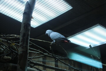 The parrot sits on a branch of light gray blue color. Keeping birds