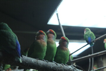 Agapornis roseicollis, flocking birds, parrots communicate, chirp on a branch