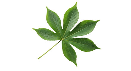 Isolated bright green leaf of castor bean plant with many leaflets and long stem, no shadow