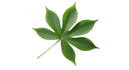 Isolated bright green leaf of castor bean plant with many leaflets and long stem, no shadow