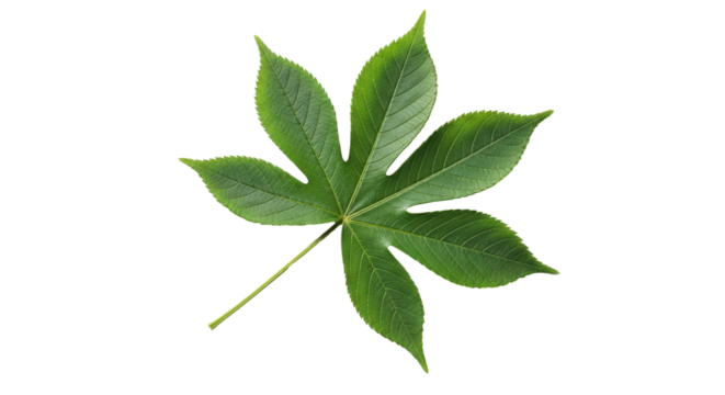 Isolated bright green leaf of castor bean plant with many leaflets and long stem, no shadow