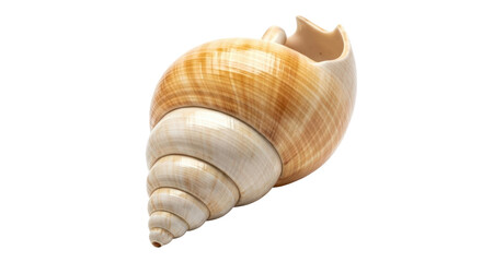 Isolated shell casting detailed texture with smooth spiral in light-brown tones in studio