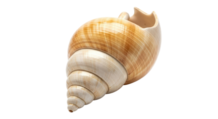 Isolated shell casting detailed texture with smooth spiral in light-brown tones in studio