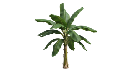 Isolated banana plant with large green leaves growing in a subtropical garden outdoors