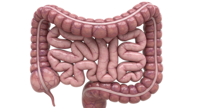 Isolated human intestine, digestive system diagram, anatomical colon medical illustration