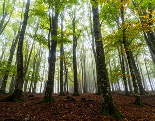 Misty autumn forest with tall trees