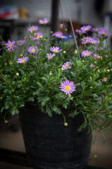 Daisy in a black plastic pot