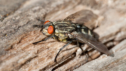 fly on leaf