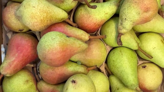 Carmen pears seen in top view, tracking shot on pears displayed in cardboard crates at the greengrocer