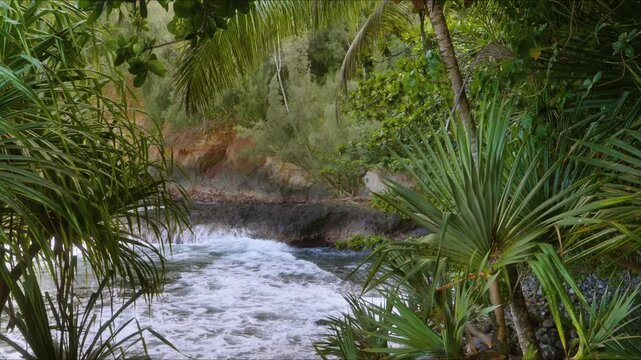 Footage captures a vibrant, flowing stream surrounded by dense, verdant tropical foliage and palm trees within a serene Hawaiian botanical garden, showcasing the island's natural beauty and rich biodi