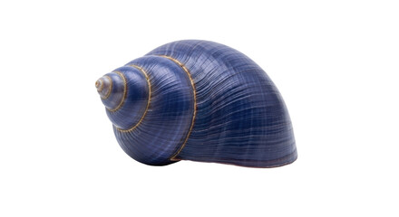 Isolated blue seashell, ocean life, empty mollusk shell, marine animal, ocean decoration