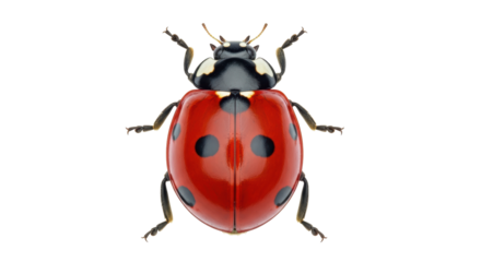 Isolated Seven-spot ladybug with red wings and black spots, insect, studio shot, top view