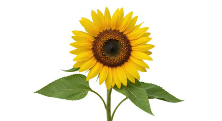 Obraz premium Isolated sunflower bloom, open blossom with green leaves, in full growth on a bright day