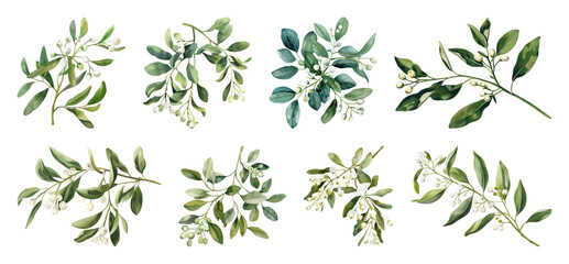 Watercolor mistletoe botanical illustration.