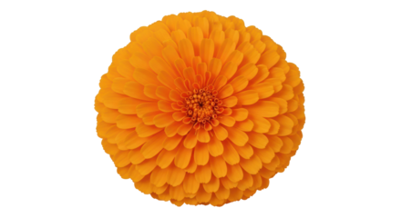 Isolated orange flower blossom, gerbera daisy, calendula for spring floral design element