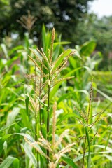 Corn plants in a vibrant green field.