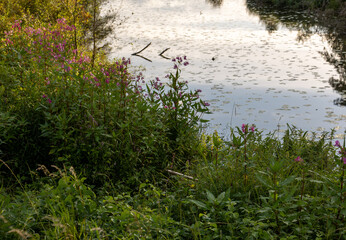 Wild pink flowers growing on riverbank with green leaves and water reflection. Natural summer flora background, countryside meadow near water