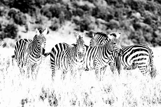 Black and white zebras

