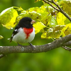 Rose-breasted grosbeak on a branch.