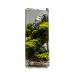 Rectangular glass terrarium with moss and rocks