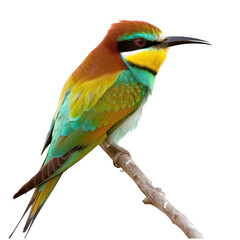 Obraz premium Colorful european beeeater perched on a branch against a