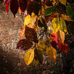 Vibrant autumn leaves on a vine, with fall colors and earthy ground
